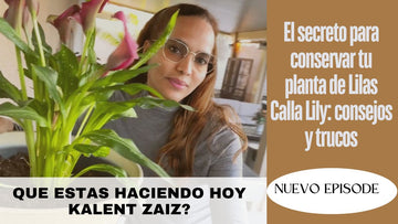 El SECRETO PARA CONSERVAR TU PLANTA DE Lilas  Galla Lily: CONSEJOS Y TTRUCOS